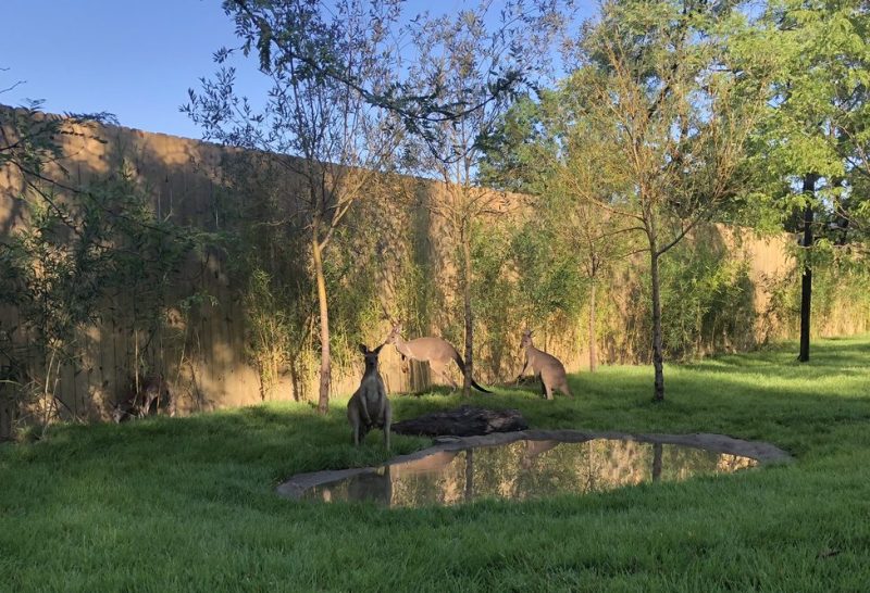 Kangroo at Roo Valley. Motz provided mechanical, electrical, controls, and plumbing design supporting the blue penguin exhibit’s 100,000-gallon Life Support System.