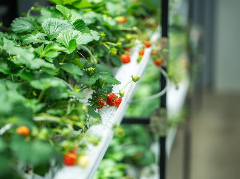 Strawberries growing in elevated hydroponic channels in a controlled environment for an Agriculture Facility MEP Engineering