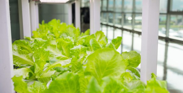 Lettuce growing under LED lights on an indoor vertical farming rack with controlled environment MEP Engineering