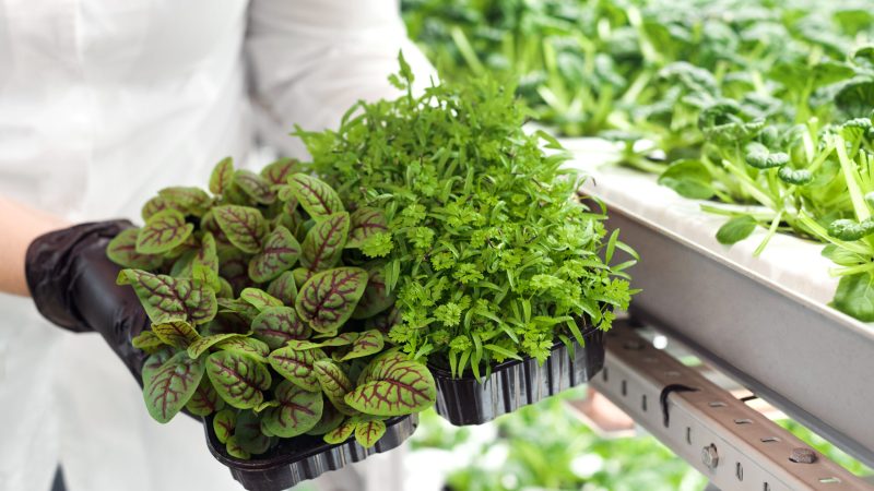 MEP engineering for a controlled environment agriculture facility supporting an indoor vertical farming operation through collaborative design-build project delivery.