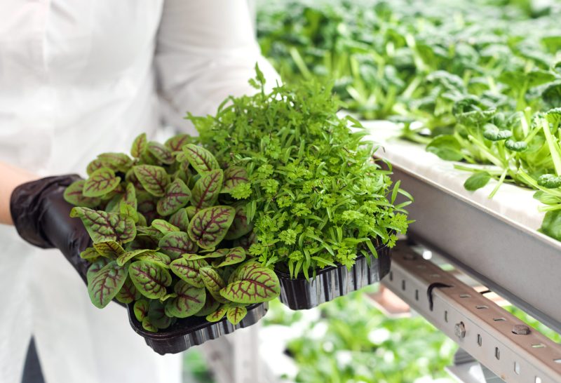 MEP engineering for a controlled environment agriculture facility supporting an indoor vertical farming operation through collaborative design-build project delivery.