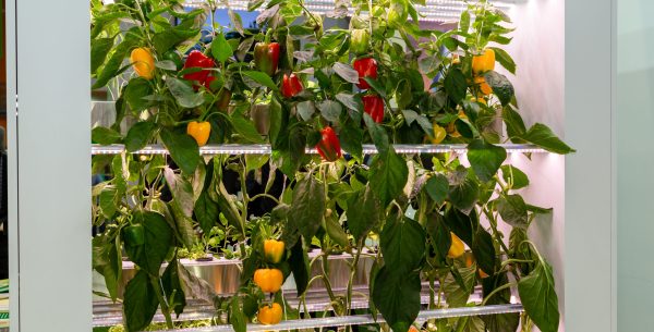 Pepper plants growing on a multi-tiered vertical farm with controlled environment MEP Engineering