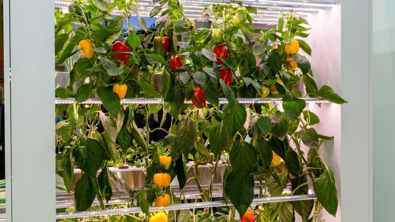 Pepper plants growing on a multi-tiered vertical farm with controlled environment MEP Engineering